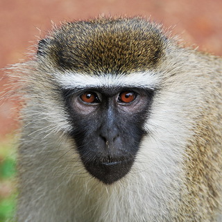 Entebbe - Velvet monkey